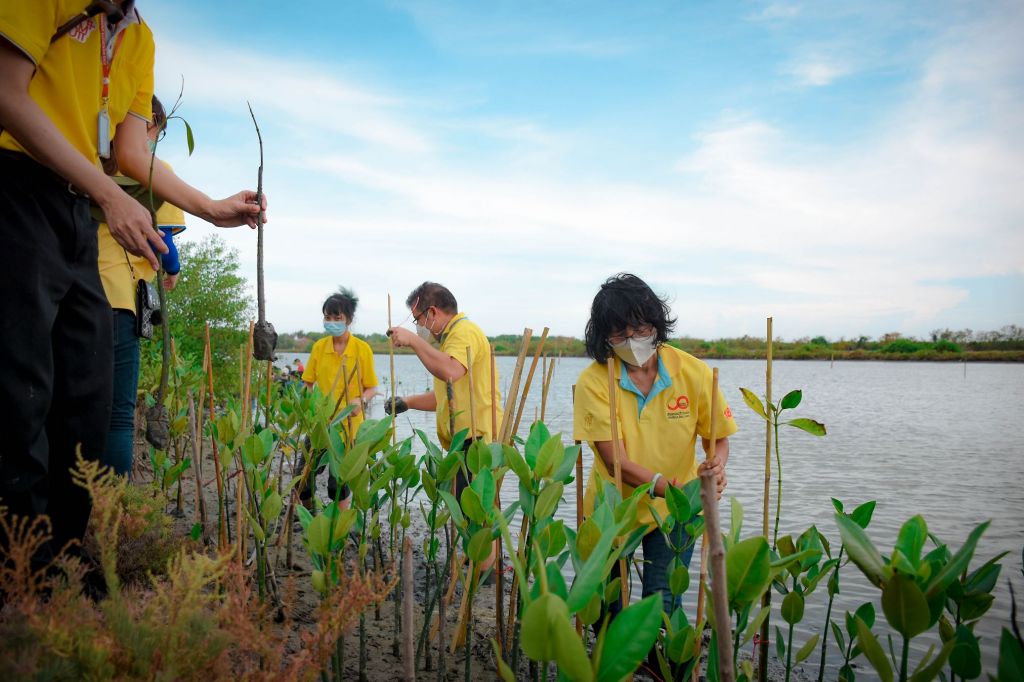 KMUTT Organizing mangrove planting activities in honor of His Majesty the Queen Birthday.