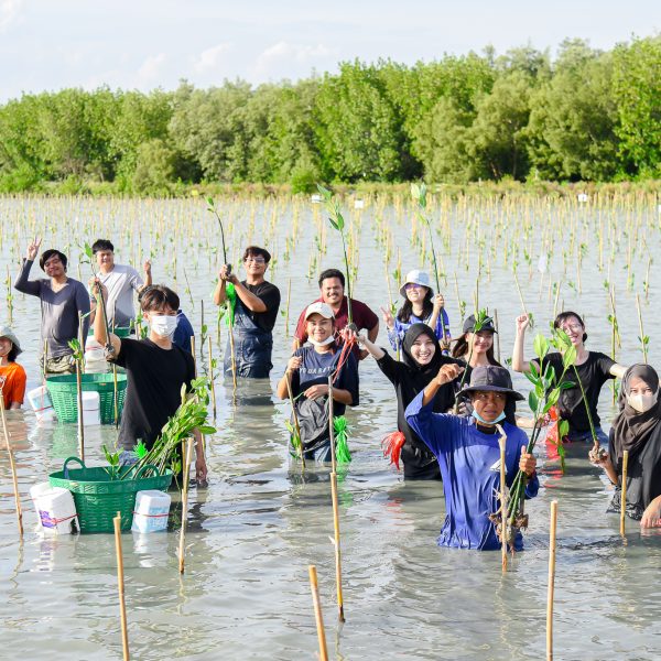 Mangrove Forest Planting for June 2023
