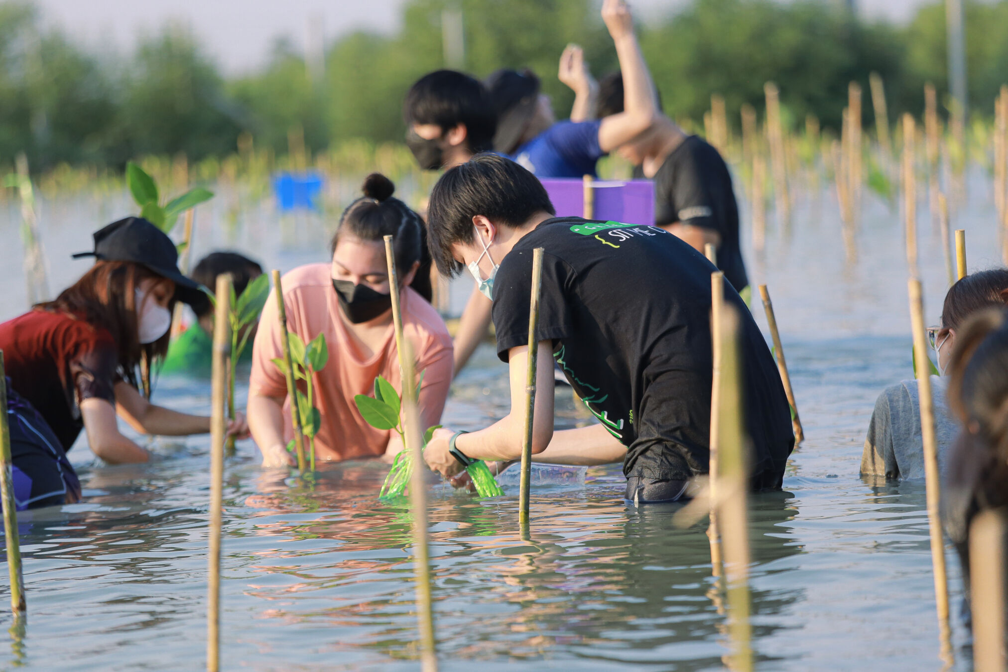 Tree planting scholarly activity