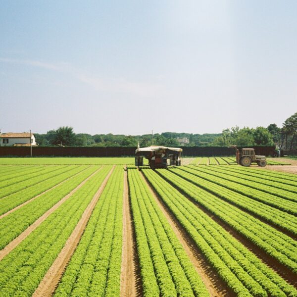 green grass field under blue sky during daytime