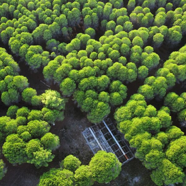 an aerial view of a large group of trees