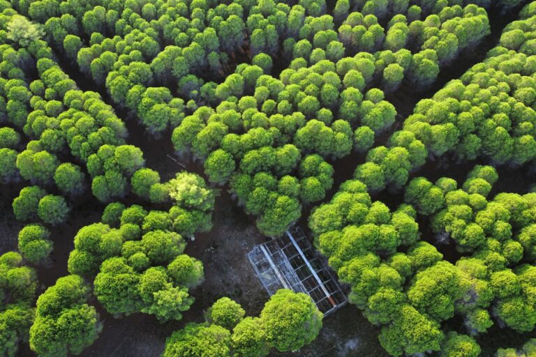 an aerial view of a large group of trees