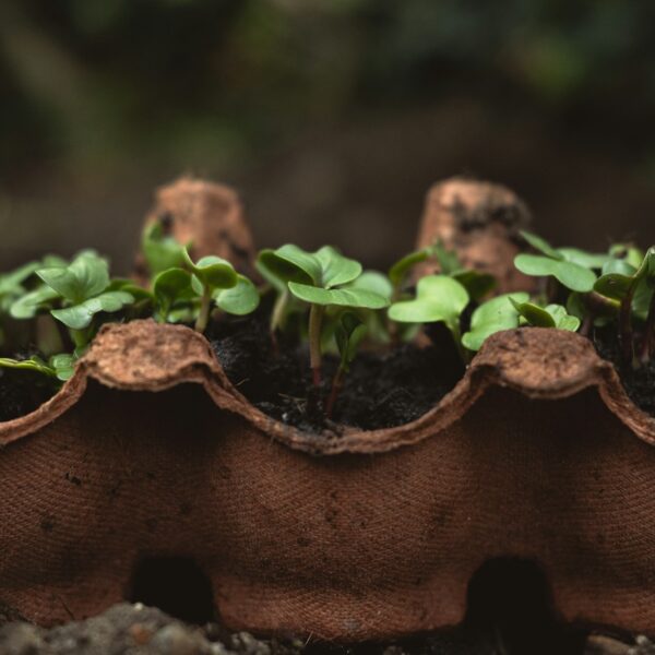a close up of a plant in a bag