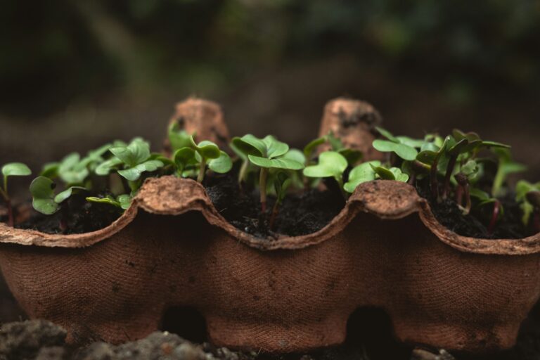 a close up of a plant in a bag