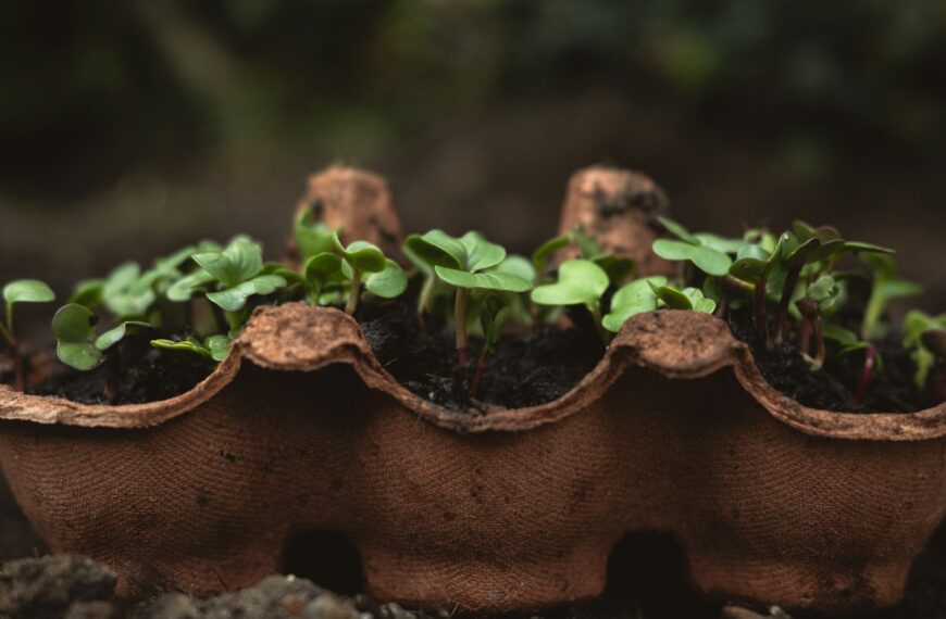 a close up of a plant in a bag