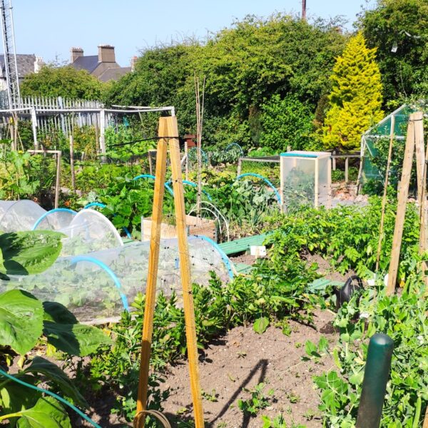 a garden filled with lots of green plants