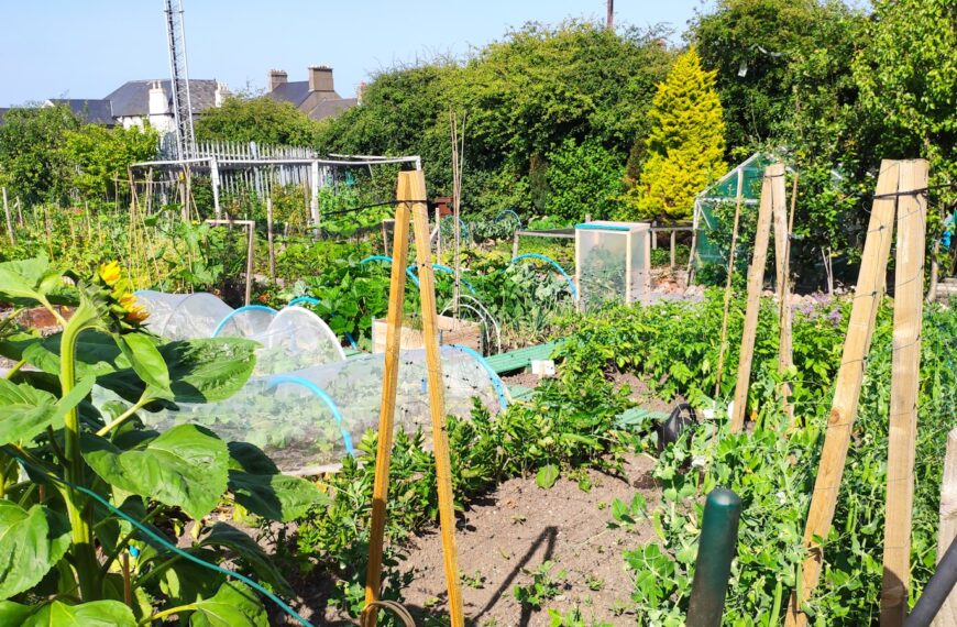 a garden filled with lots of green plants