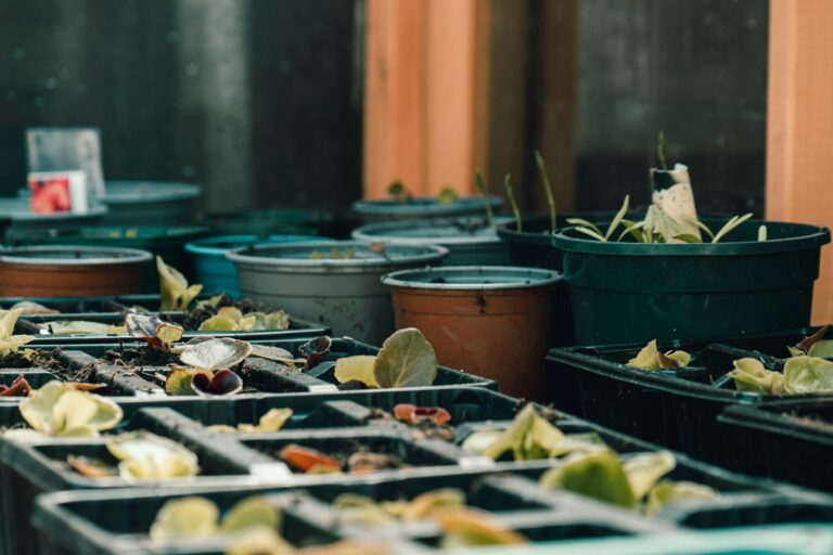 a group of plastic containers filled with plants