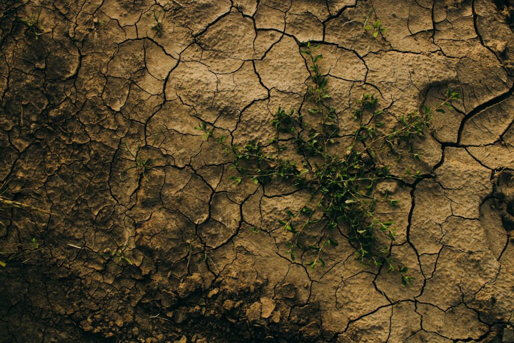 A plant growing out of a crack in the ground