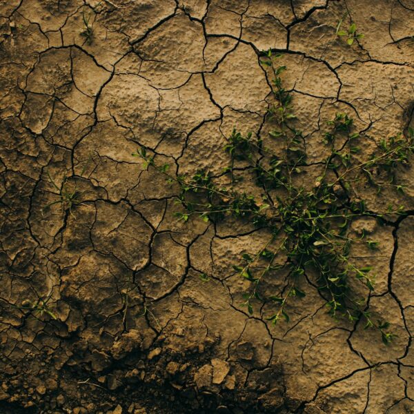 A plant growing out of a crack in the ground