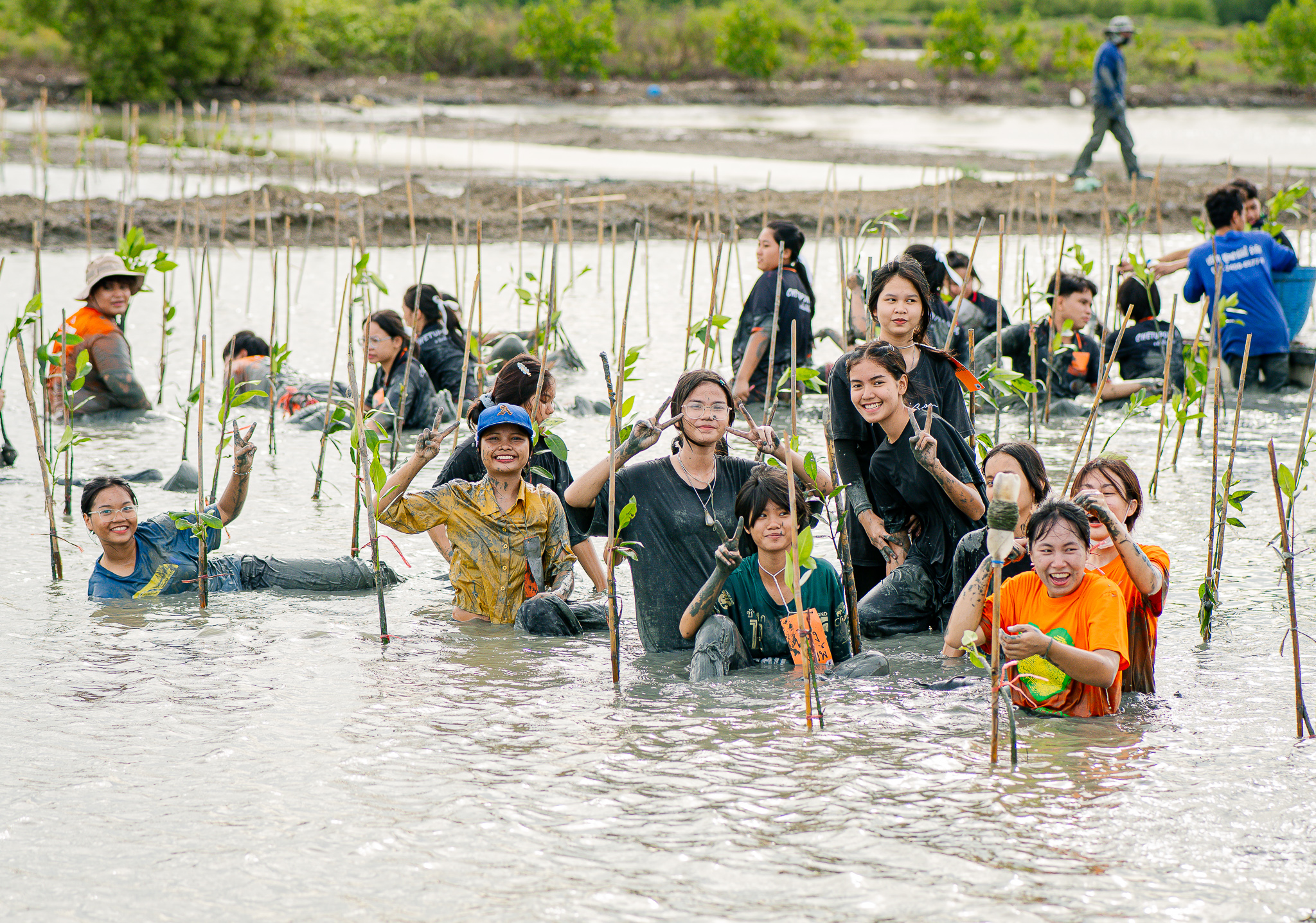 Mangrove Landscape
